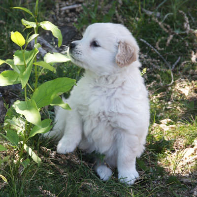 little golden retriever puppies