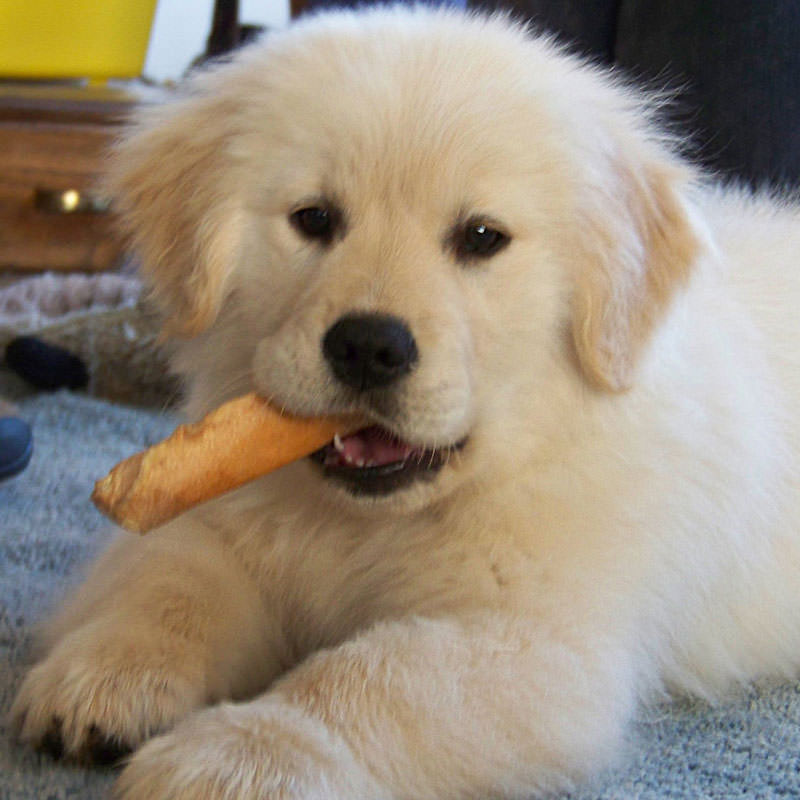 large golden retriever breeders