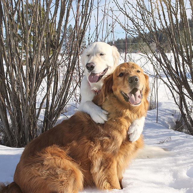 Golden Retriever Puppies For Sale In Western Montana