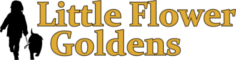 LIttle Flower Goldens