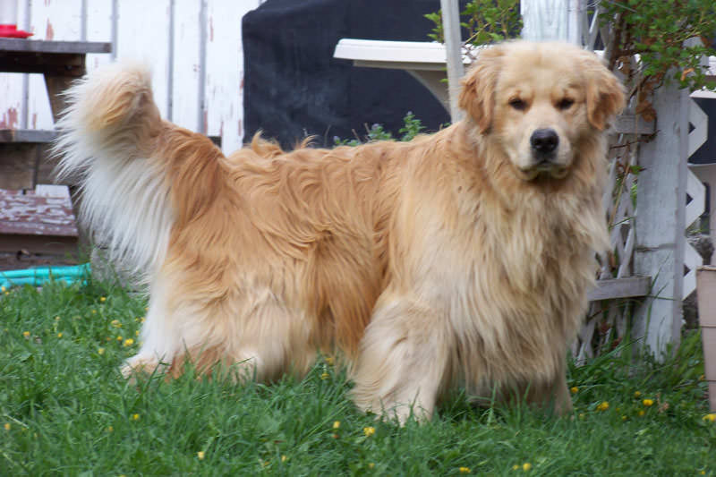 golden retriever service dog for sale