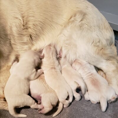 annababies annababies
