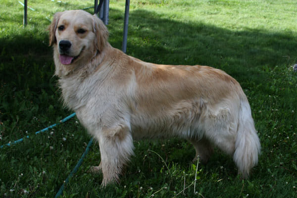 Moms Little Flower Goldens