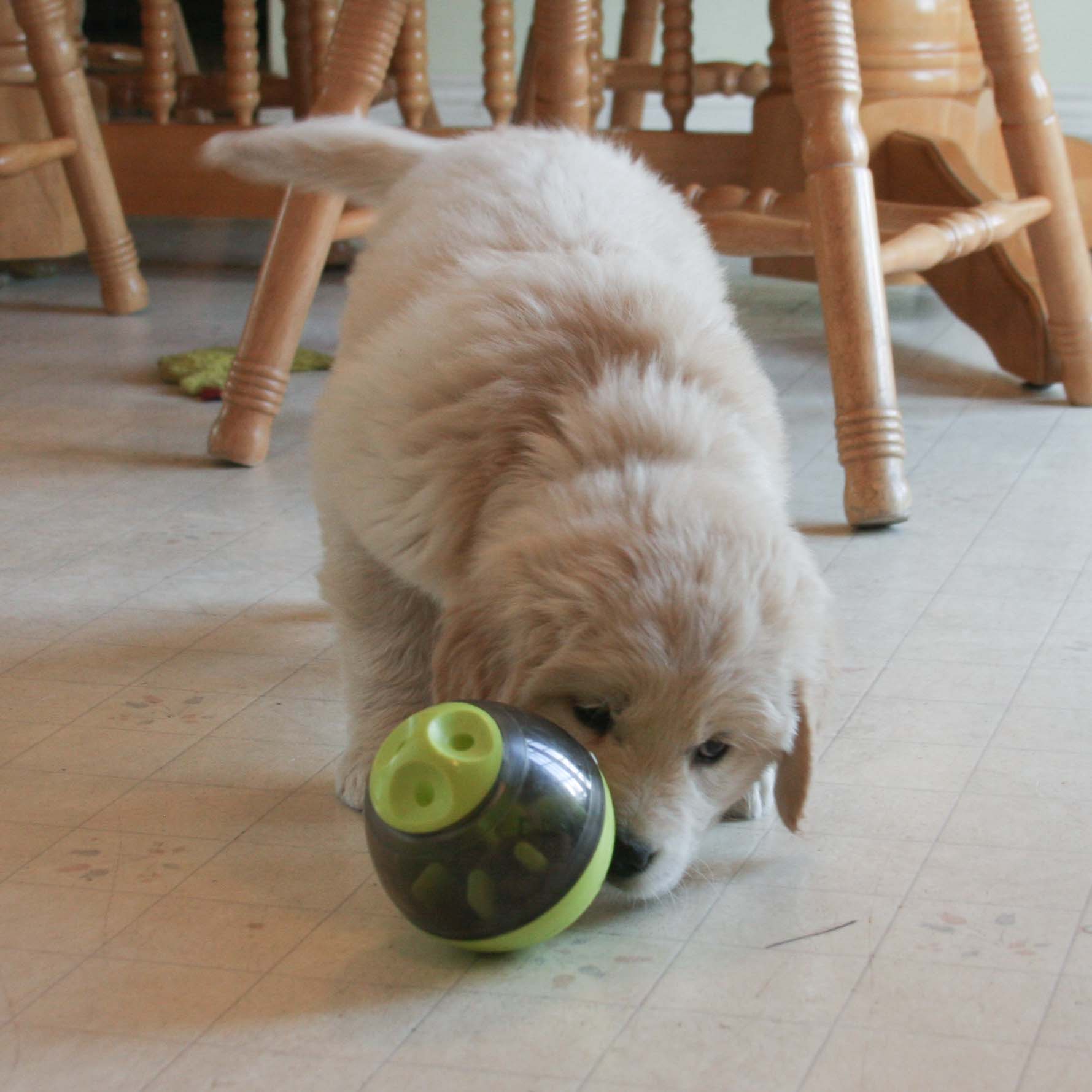 Golden Retriever Puppies For Sale In Western Montana