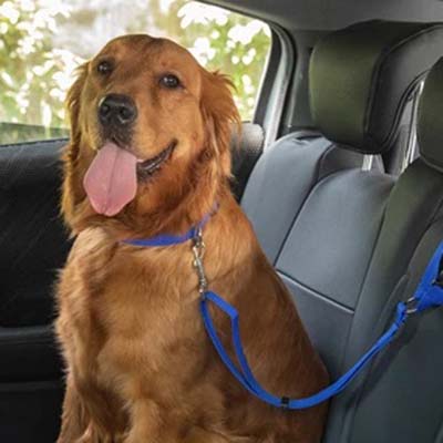 Golden Retriever Puppies For Sale In Western Montana